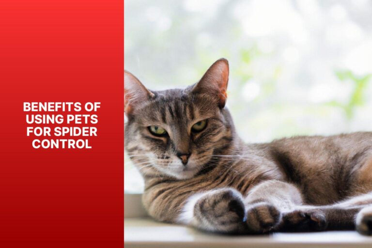 What Do House Spiders Eat? Natural Pest Control in Your Home