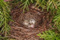 What Do Cardinal Eggs Look Like? Color Size and Nesting Facts