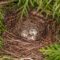 What Do Cardinal Eggs Look Like? Color Size and Nesting Facts