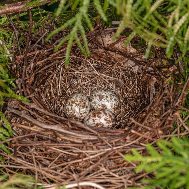 What Do Cardinal Eggs Look Like? Color Size and Nesting Facts