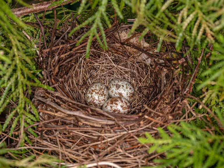 What Do Cardinal Eggs Look Like? Color Size and Nesting Facts