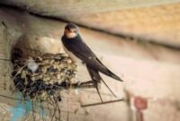 How to Keep Birds Out of Open Buildings Like Barns and Warehouses