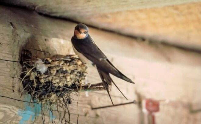 How to Keep Birds Out of Open Buildings Like Barns and Warehouses