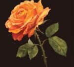 What Do Orange Roses Symbolize? Energy Desire and Fascination
