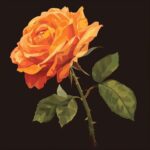 What Do Orange Roses Symbolize? Energy Desire and Fascination