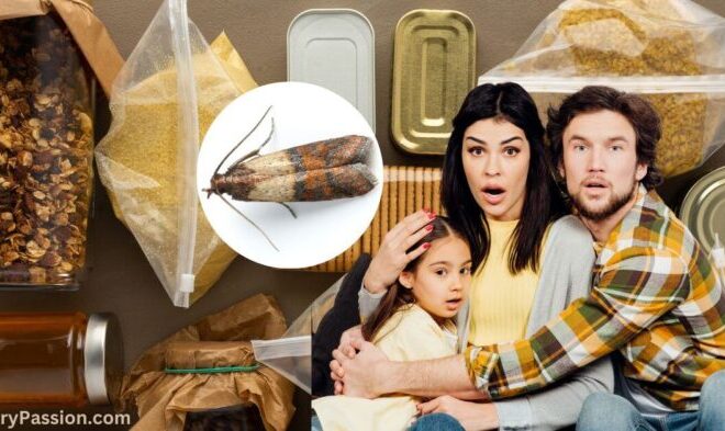 What Do Pantry Moths Eat? Pantry Pests and Prevention Tips