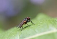 What Do Jumping Spiders Eat? Tiny Hunters’ Feeding Habits