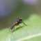 What Do Jumping Spiders Eat? Tiny Hunters’ Feeding Habits