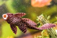 What Do Plecos Eat? Aquarium Feeding Tips for Healthy Fish