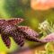 What Do Plecos Eat? Aquarium Feeding Tips for Healthy Fish