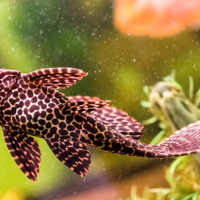 What Do Plecos Eat? Aquarium Feeding Tips for Healthy Fish