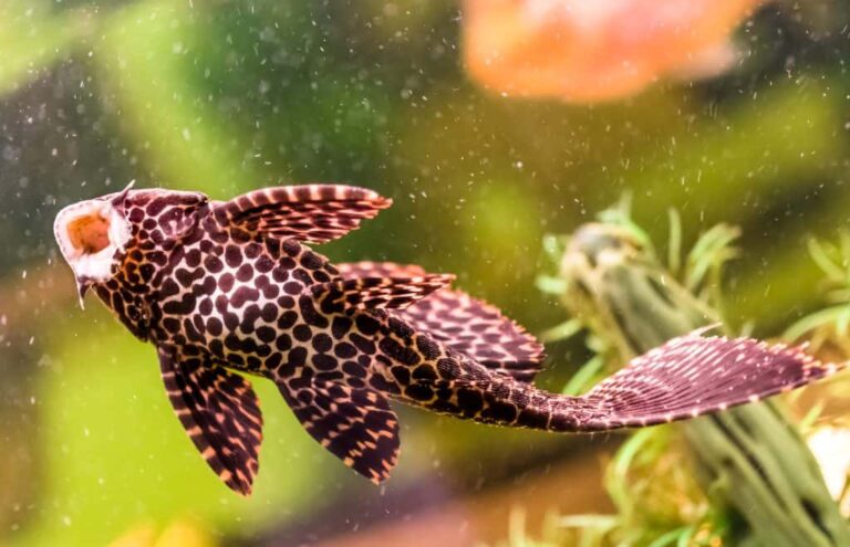 What Do Plecos Eat? Aquarium Feeding Tips for Healthy Fish
