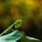 What Do Praying Mantis Need to Survive? Habitat Food and Care Tips