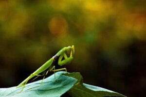 What Do Praying Mantis Need to Survive? Habitat Food and Care Tips