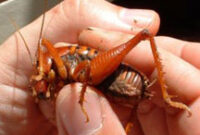 What Do Camel Crickets Eat? Why They Invade Homes