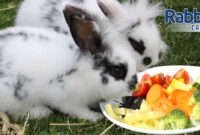 What Vegetables Do Rabbits Eat? Safe Greens and Feeding Tips