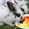 What Vegetables Do Rabbits Eat? Safe Greens and Feeding Tips