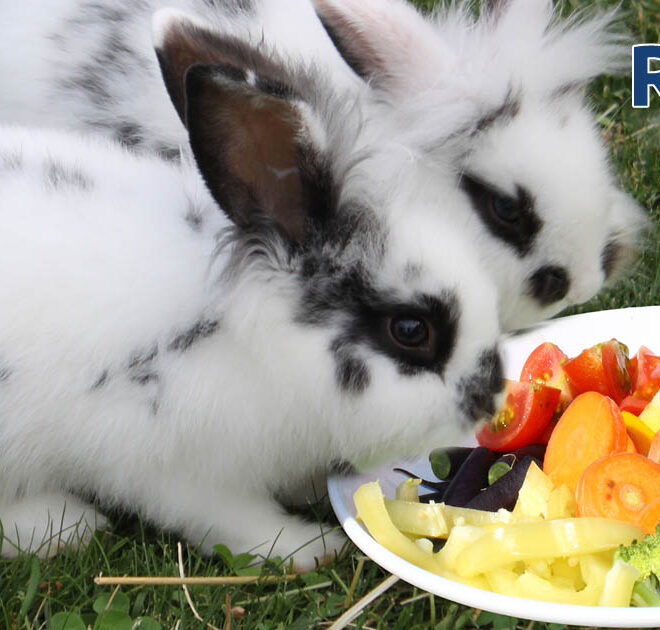 What Vegetables Do Rabbits Eat? Safe Greens and Feeding Tips