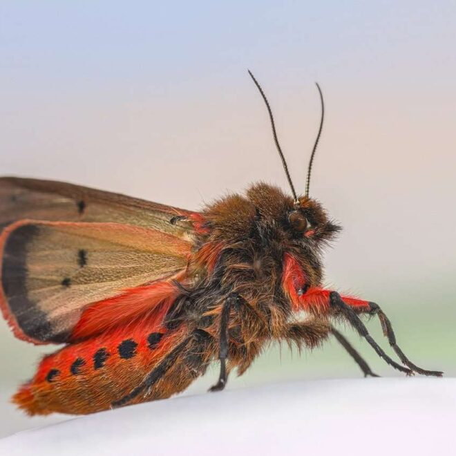 What Do Moths Do During the Winter? Hibernation and Survival Explained