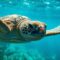 What Do Sea Turtles Represent? Longevity Wisdom and Protection