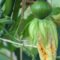 What Do Pumpkin Leaves Look Like? Healthy vs. Diseased Plants