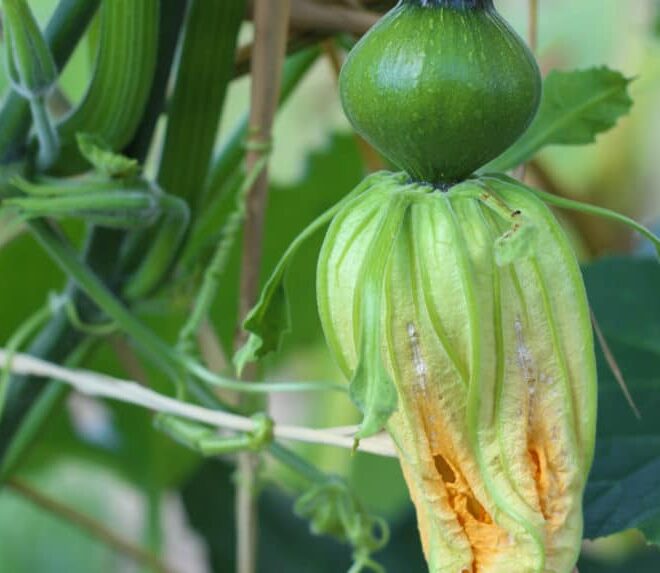 What Do Pumpkin Leaves Look Like? Healthy vs. Diseased Plants