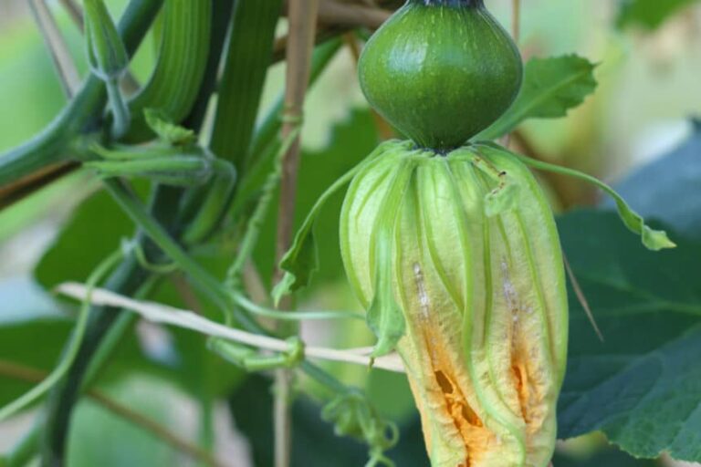 What Do Pumpkin Leaves Look Like? Healthy vs. Diseased Plants