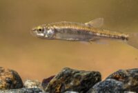 What Do Minnows Eat? Best Foods for Aquariums and Ponds