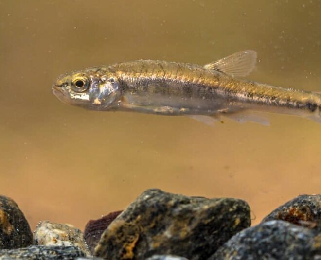 What Do Minnows Eat? Best Foods for Aquariums and Ponds