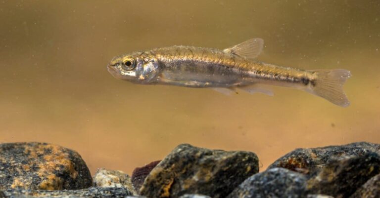 What Do Minnows Eat? Best Foods for Aquariums and Ponds