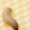 What Do Wax Worms Eat? Feeding Guide and Life Cycle Explained