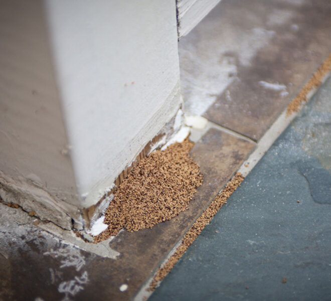 What Do Termites Look Like in Florida? Identification and Damage Signs