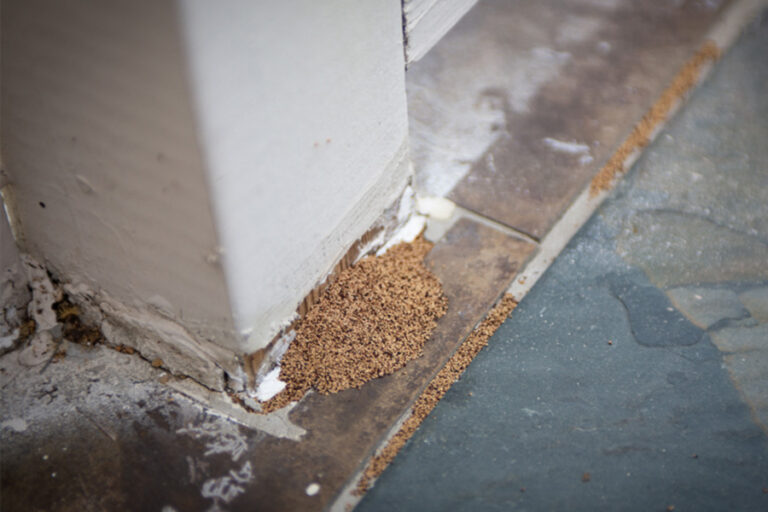 What Do Termites Look Like in Florida? Identification and Damage Signs