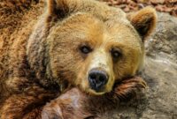 What Do Bears Symbolize Across Cultures? Myth Spirit and Meaning