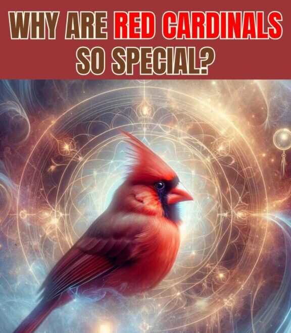 What Do Cardinals Mean Spiritually? Signs Messages and Beliefs