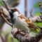 What Do Sparrows Represent? Joy Simplicity and Spiritual Meaning