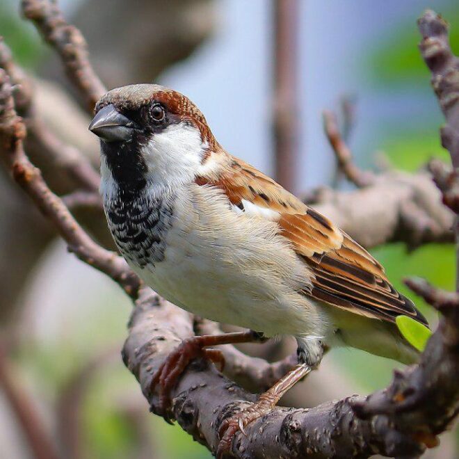 What Do Sparrows Represent? Joy Simplicity and Spiritual Meaning