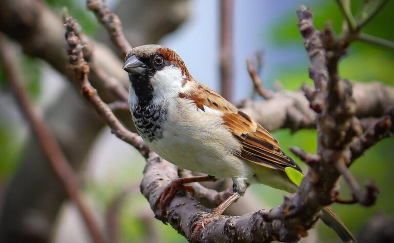 What Do Sparrows Represent? Joy Simplicity and Spiritual Meaning