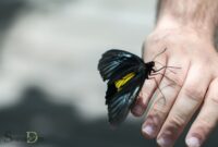 What Does It Mean When a Butterfly Lands on You? Spiritual Meaning