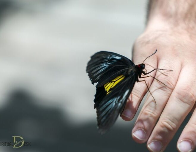 What Does It Mean When a Butterfly Lands on You? Spiritual Meaning