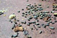 What Do Squirrel Turds Look Like? Backyard Pest Clues Explained