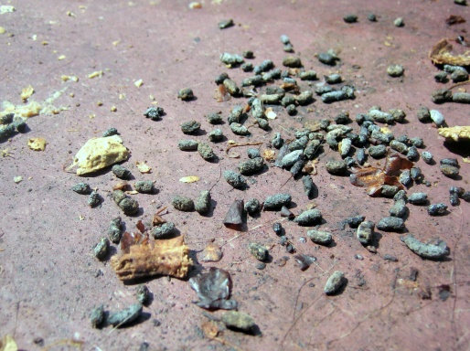 What Do Squirrel Turds Look Like? Backyard Pest Clues Explained