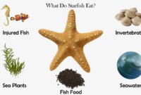 What Do Sand Stars Eat? Ocean Feeding Habits Explained