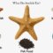 What Do Sand Stars Eat? Ocean Feeding Habits Explained