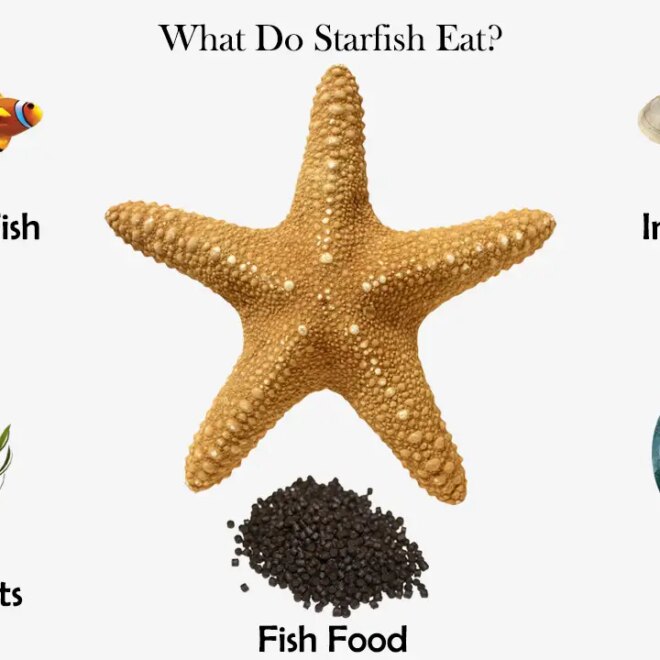 What Do Sand Stars Eat? Ocean Feeding Habits Explained