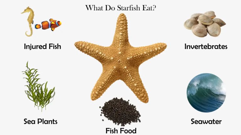 What Do Sand Stars Eat? Ocean Feeding Habits Explained
