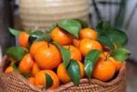 What Do Oranges Represent? Energy Abundance and Joy Meaning