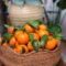 What Do Oranges Represent? Energy Abundance and Joy Meaning