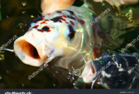 What Do Koi Represent? Symbolism of Luck Strength and Prosperity