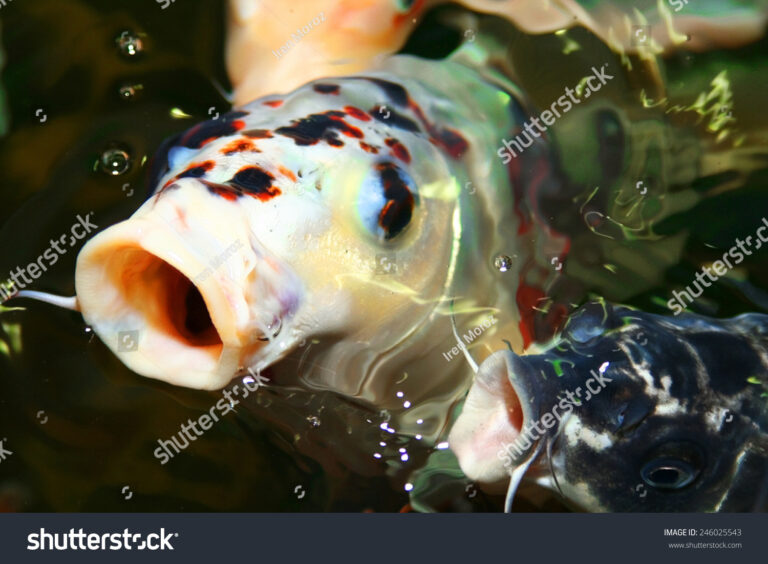 What Do Koi Represent? Symbolism of Luck Strength and Prosperity